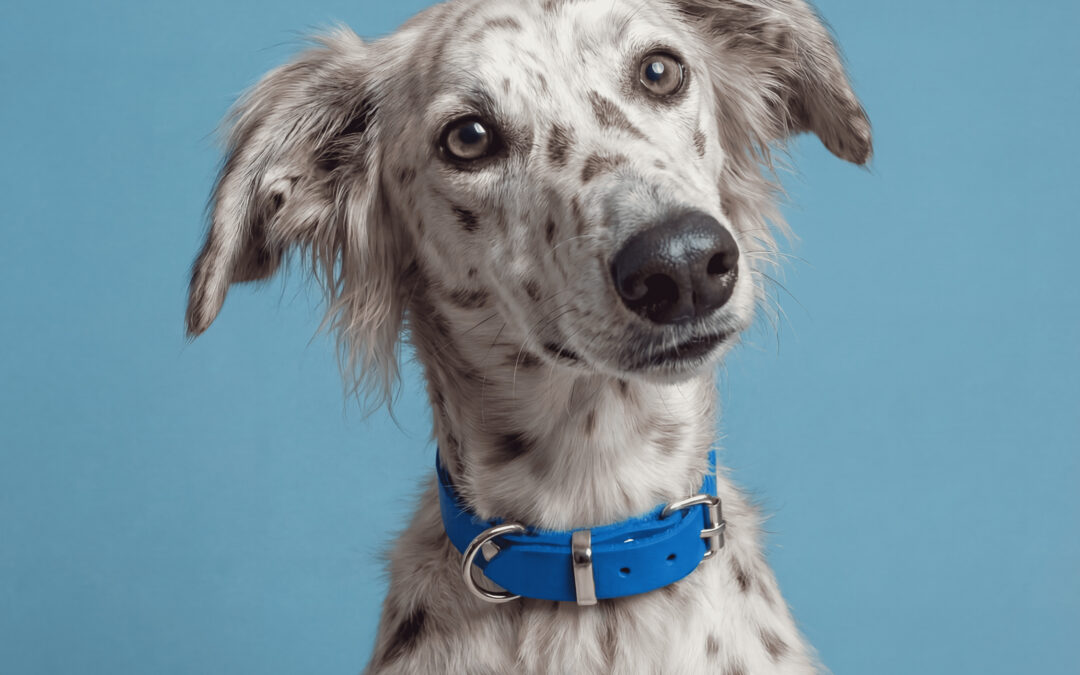 Rebel Dog Club