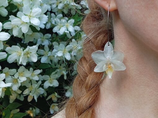 Gingerfolium